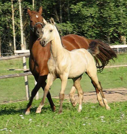 Kelchermek