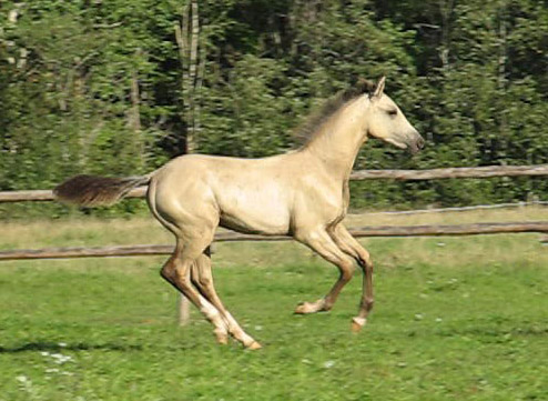 Kelchermek