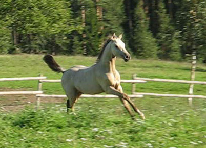 Kelchermek
