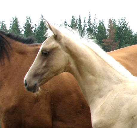 Kadjaran