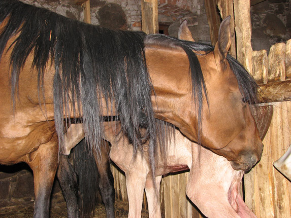 Kadjaran