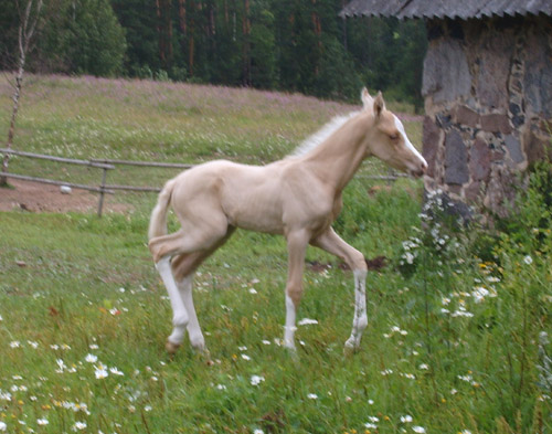 Krym