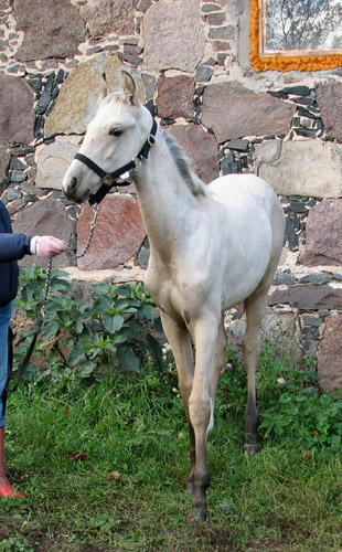 Melesar