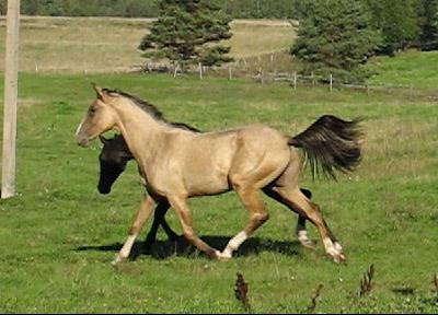 Serdar