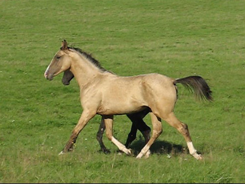 Serdar