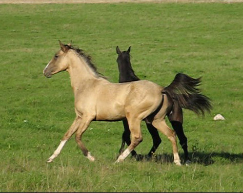 Serdar
