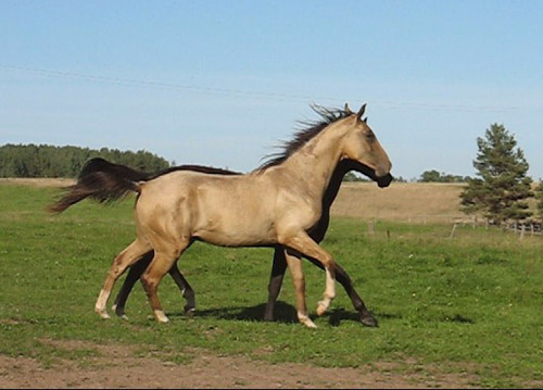 Serdar