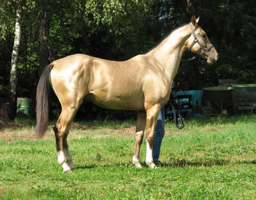 Serdar