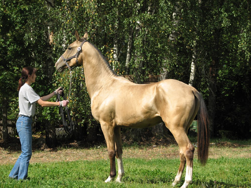 Serdar