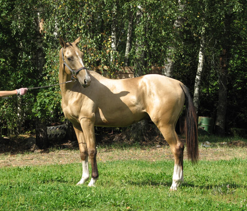 Serdar
