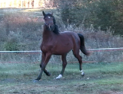 Amadeia