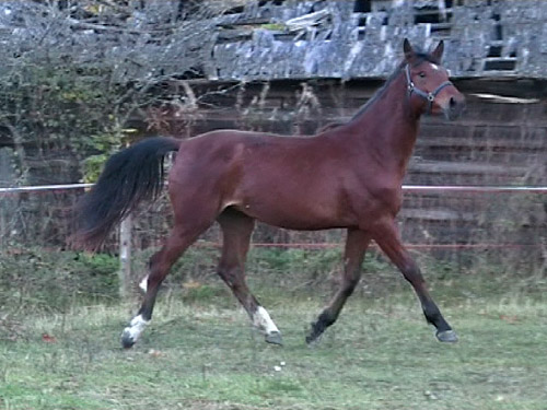 Amadeia