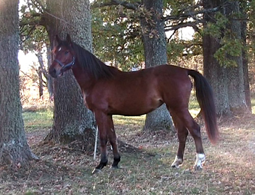 Amadeia