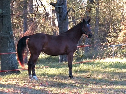Amadeia