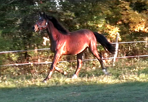 Amadeia