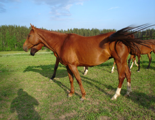 Akkol