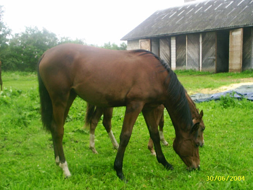 Amadeia