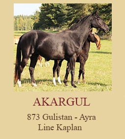 Akargul