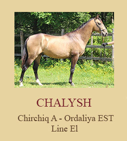 Chalysh
