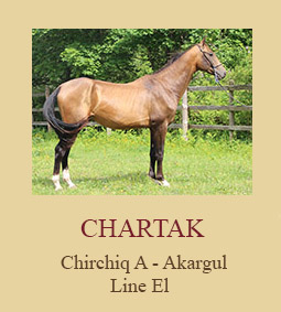 Chartak