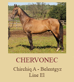 Chervonec