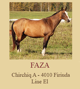 Faza