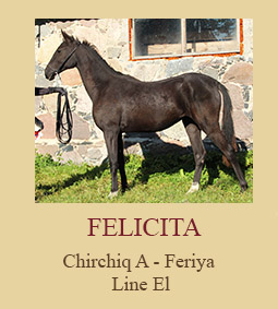 Felicita
