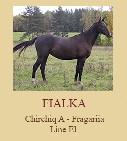 Fialka