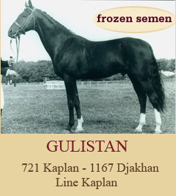 gulistan