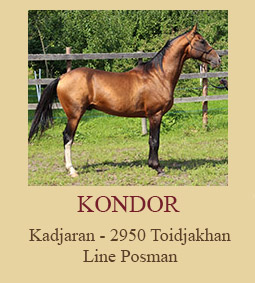 Kondor