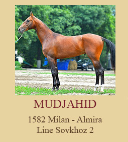 Mudjahid