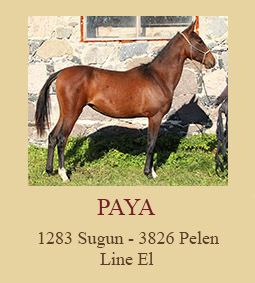 Paya